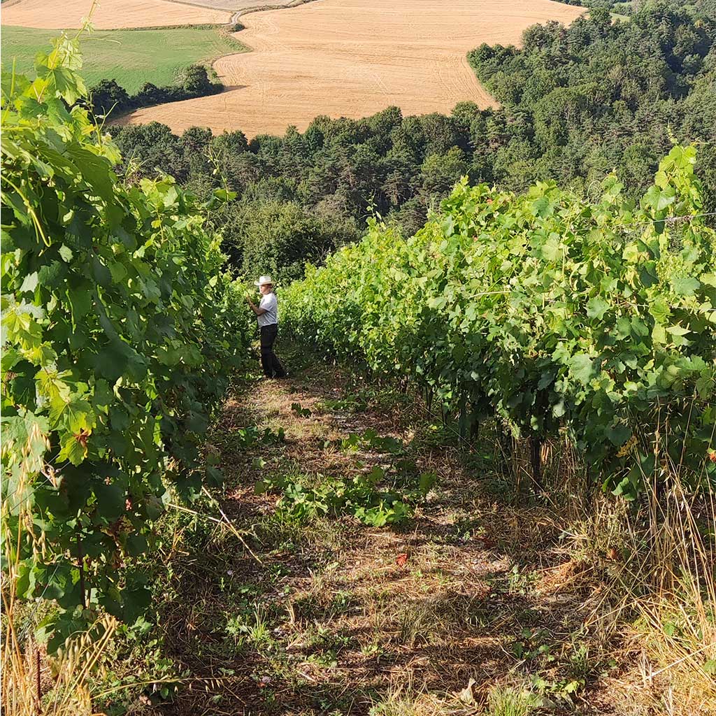 Le domaine de l'Obiou, vignoble plongeant dans les monts de Prébois.