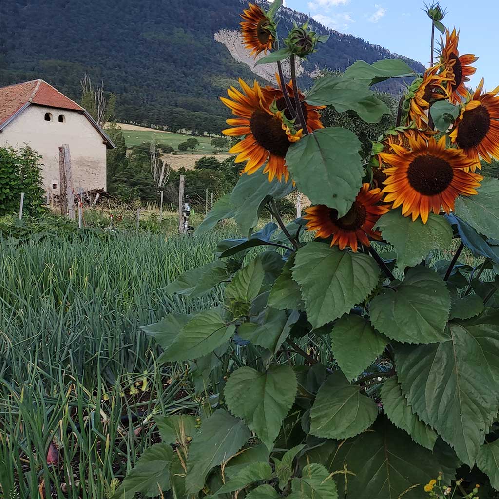 La Ferme de Montagne et ses magnifiques tournesols à Clelles