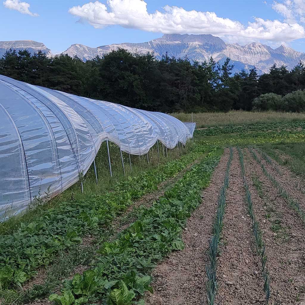 Les rangées de légumes des jardins de Yaka à Clelles mènent notre regard vers l'Obiou.