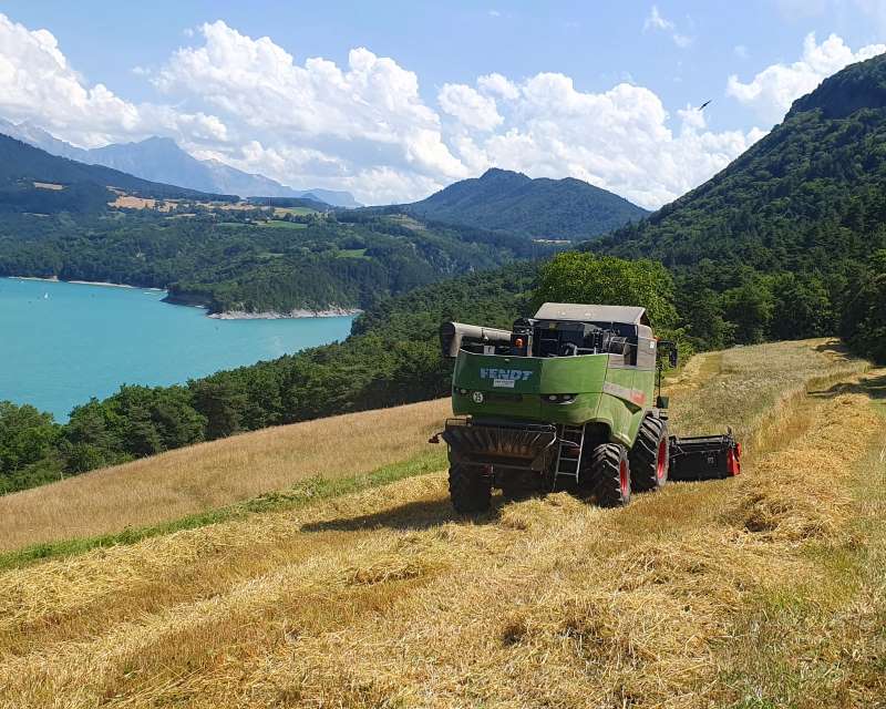 Vue d'un tracteur fauchant un champ avec vue sur le lac du Monteynard. Ce blé sera utilisé pour faire le pain de Gluten's Not Dead, une entreprise du groupement d'employeurs Huguette localisée à Saint Martin de la Cluze dans le Trièves.