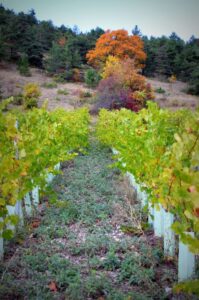 Photo des vignes de Maxime Poulat, vin d'altitude, localisé à Prébois, et membre du groupement d'employeurs Huguette. Crédit photo Maxime Poulat.