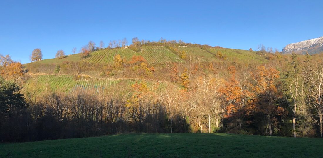 Vue des vignes des P'tits Ballons localisés à Mens, et membre du groupement d'employeurs Huguette. Crédit photo Obyom.